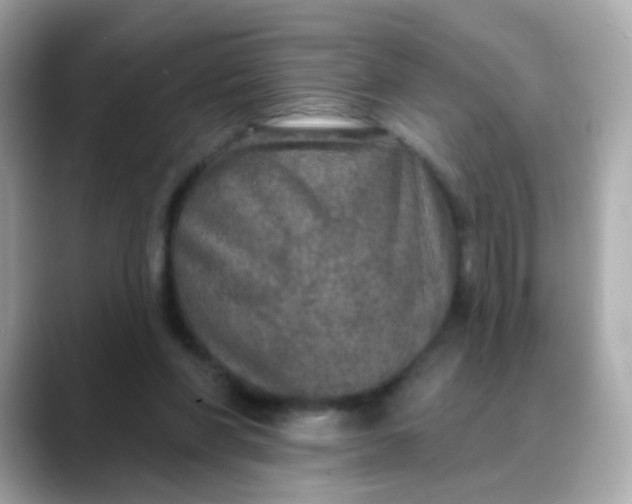 X0000088390206200706051123