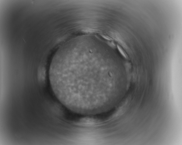 X0000088390211200706051123