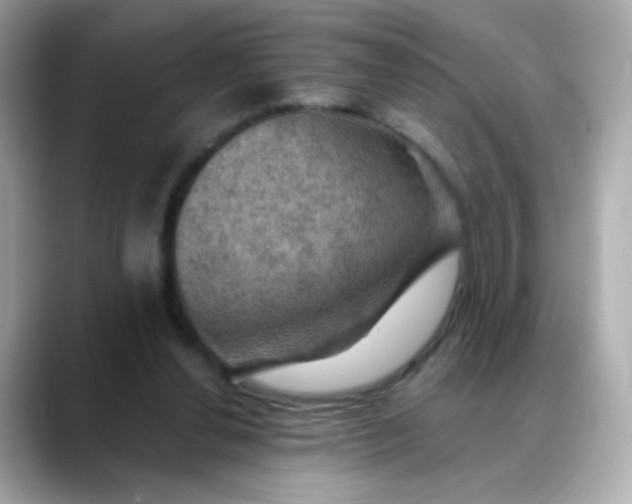 X0000088390252200706051122