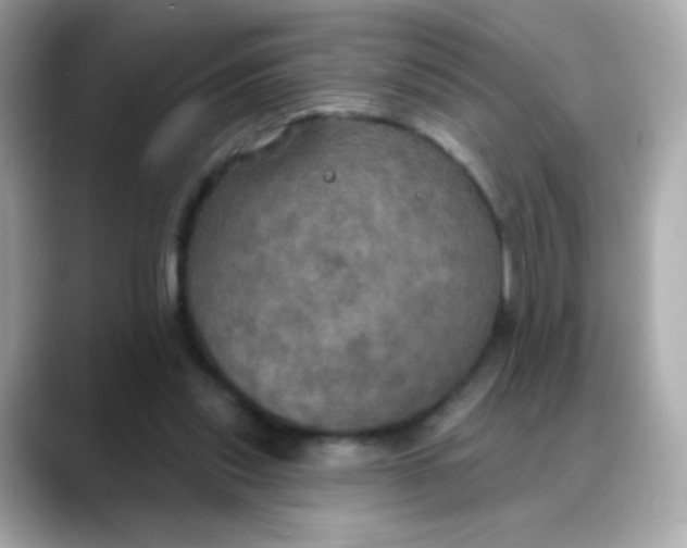 X0000088390253200706051122