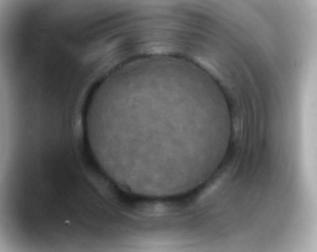 X0000088390254200706051123