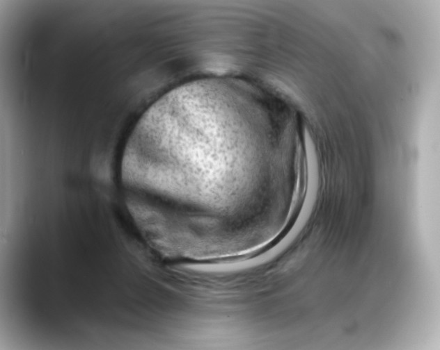 X0000088390256200706051123