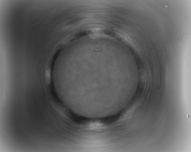 X0000088390262200706051123