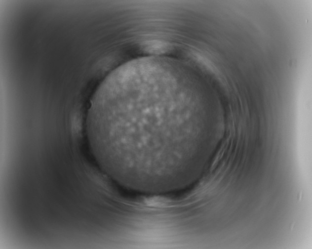 X0000088390268200706051123