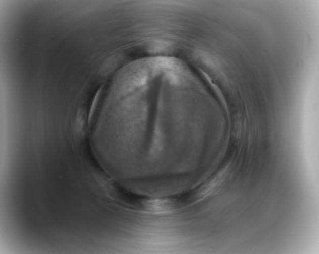 X0000088390273200706051123