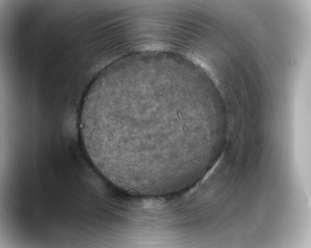 X0000088390345200706051121