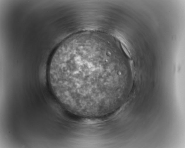 X0000088390346200706051121