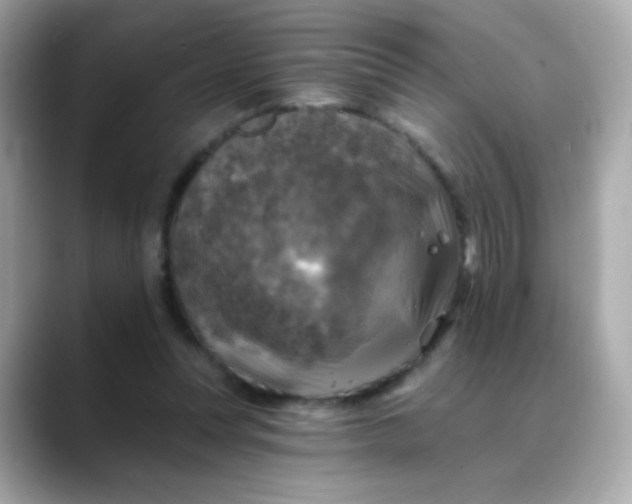 X0000088390351200706051121