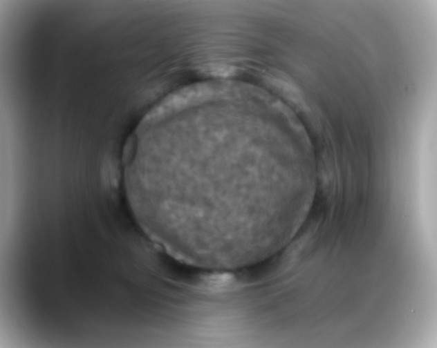 X0000088390374200706051122