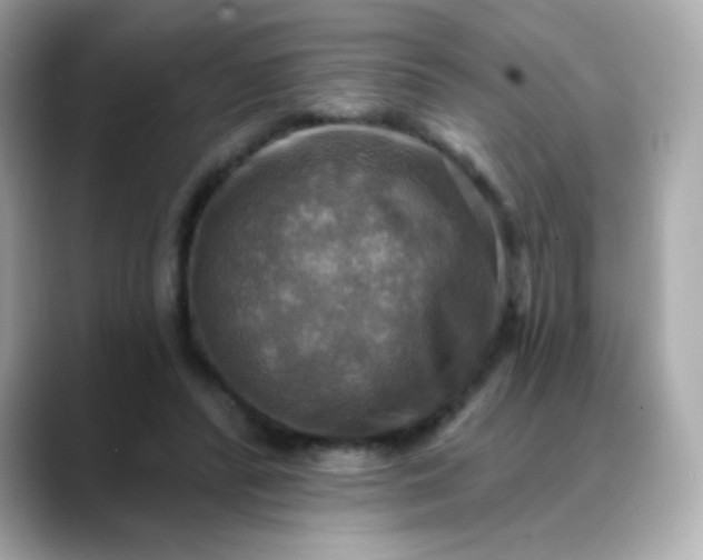 X0000088390400200706051121