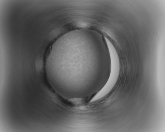 X0000088390407200706051121