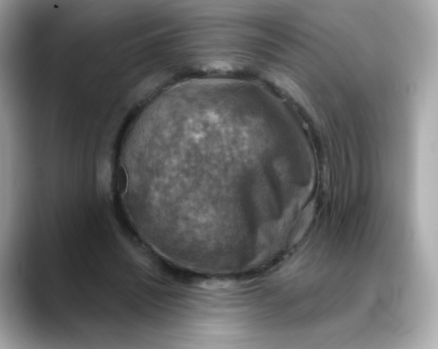 X0000088390444200706051120