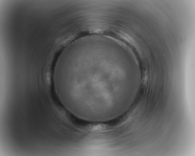 X0000088390452200706051120