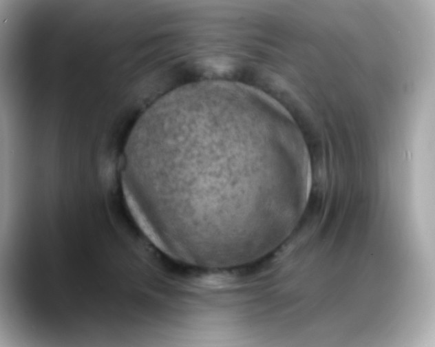 X0000088390468200706051121