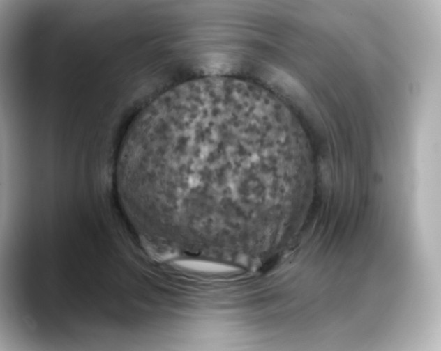 X0000088390499200706051120