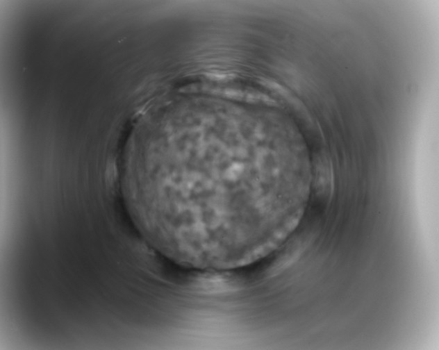 X0000088390523200706051120