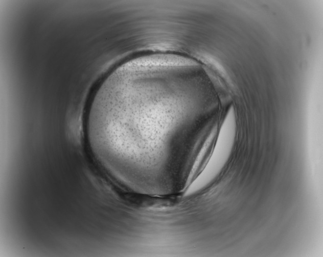 X0000088390532200706051119