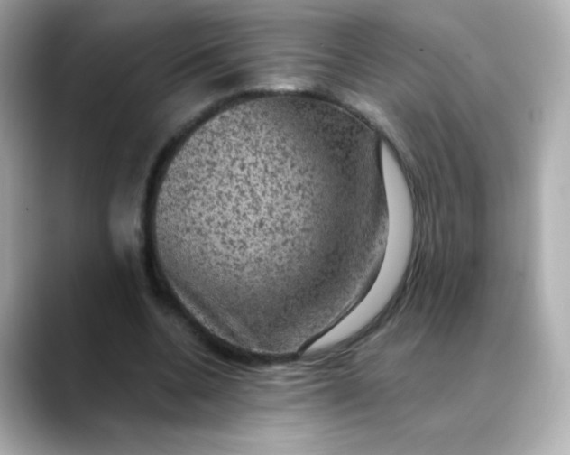 X0000088390536200706051119