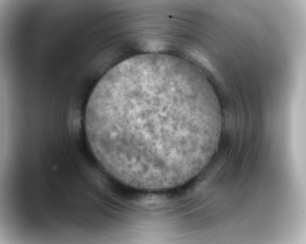 X0000088390549200706051119