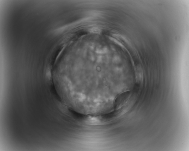 X0000088390573200706051120