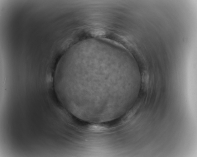 X0000088390614200706051119