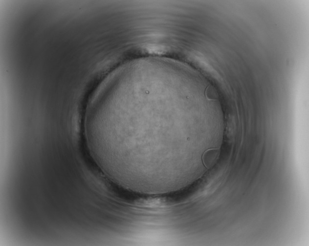 X0000088390639200706051118