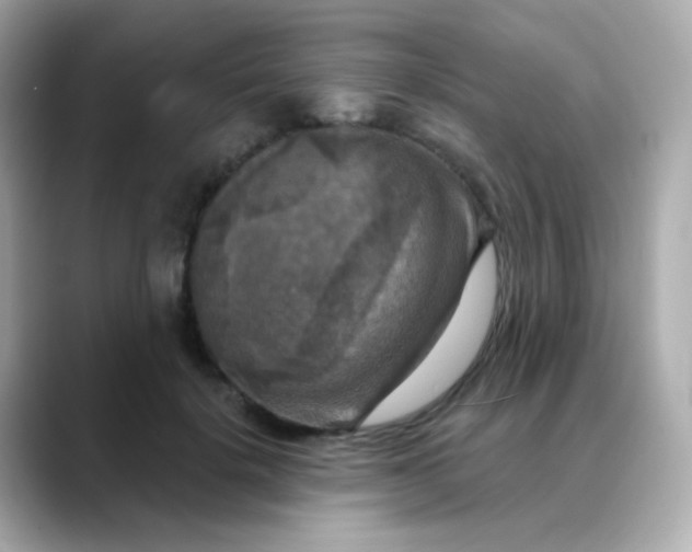 X0000088390652200706051118