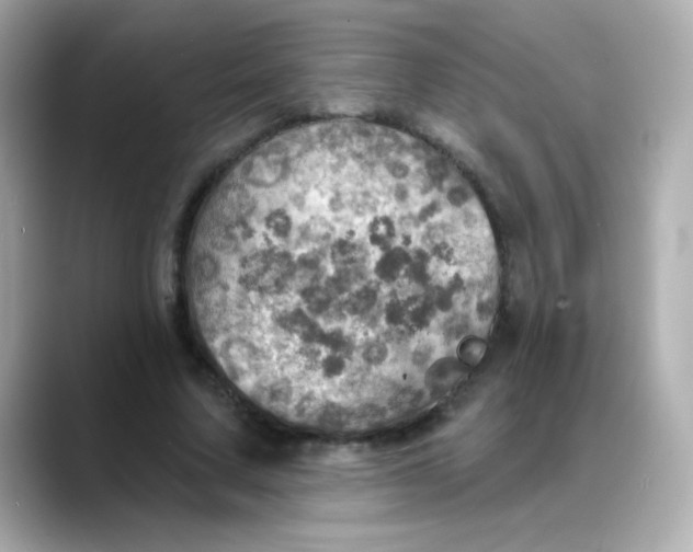 X0000088390683200706051118