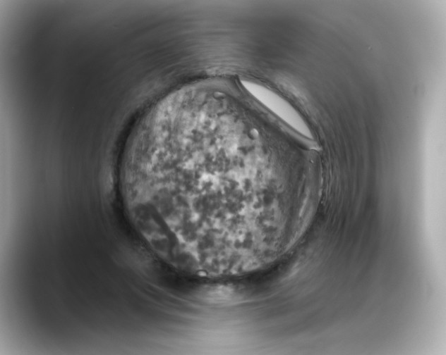 X0000088390687200706051118