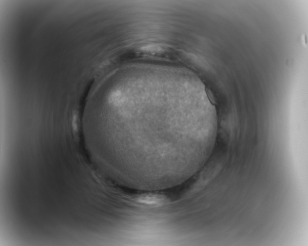 X0000088390708200706051117