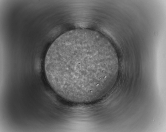 X0000088390738200706051117