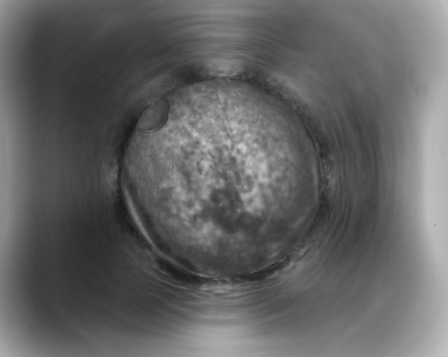 X0000088390745200706051117