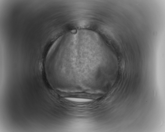 X0000088390746200706051117