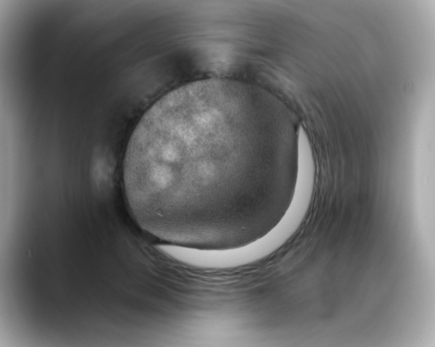 X0000088390750200706051117