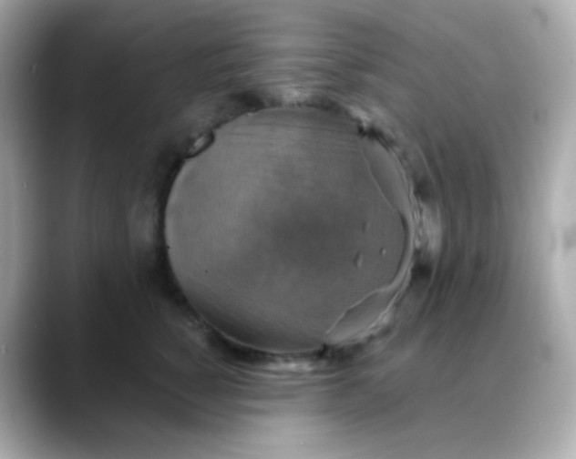 X0000088390760200706051117