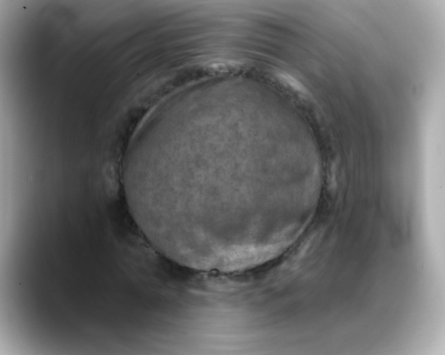 X0000088390774200706051117