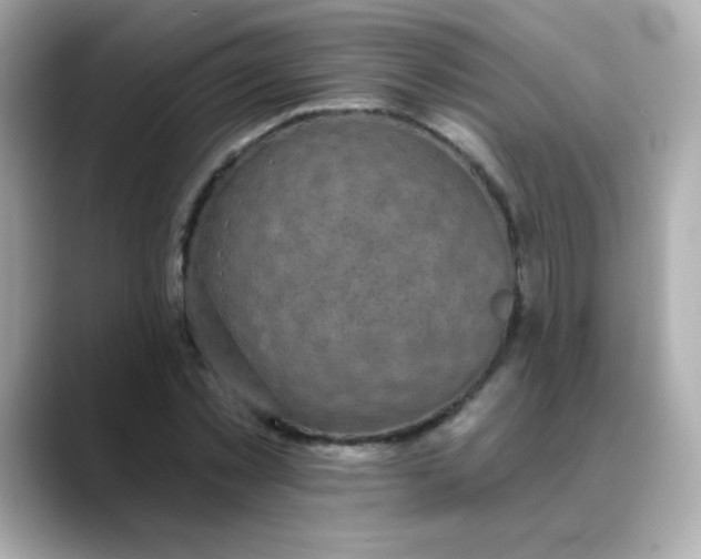 X0000088390781200706051117