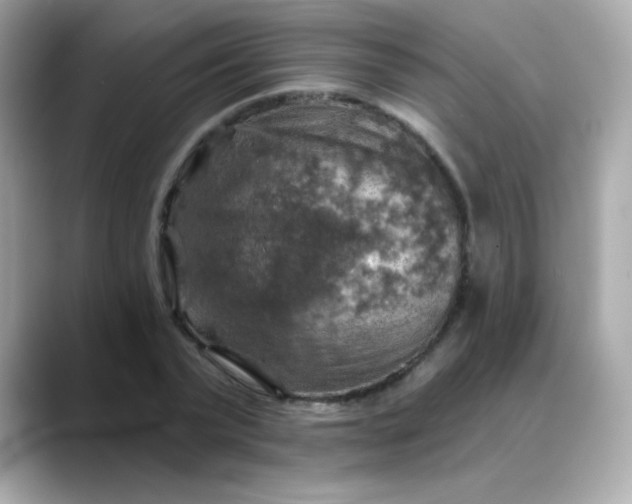 X0000088390783200706051117