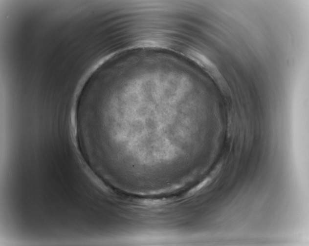 X0000088390796200706051116