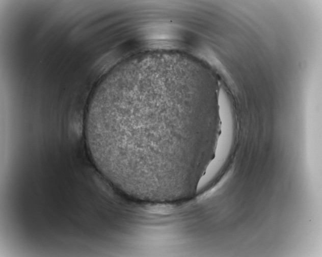 X0000088390833200706051116