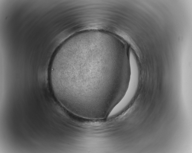 X0000088390834200706051116