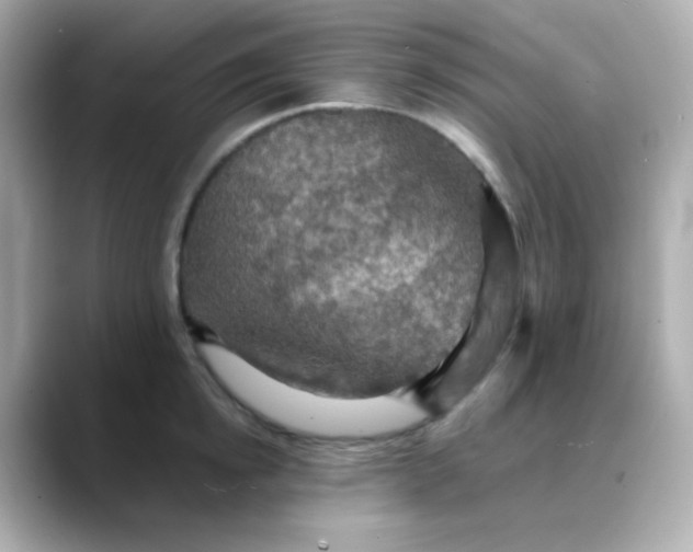 X0000088390854200706051116