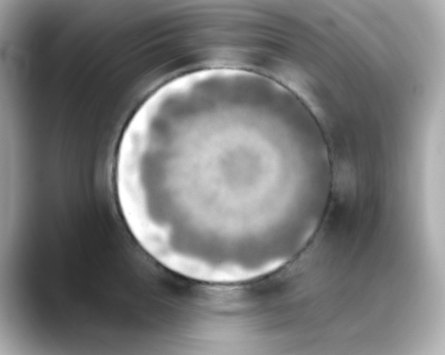 X0000088390856200706051116