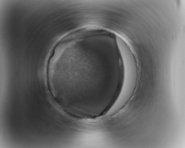 X0000088390864200706051116