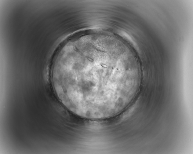 X0000088390875200706051116