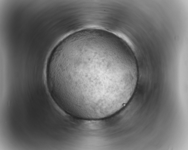 X0000088390902200706051115