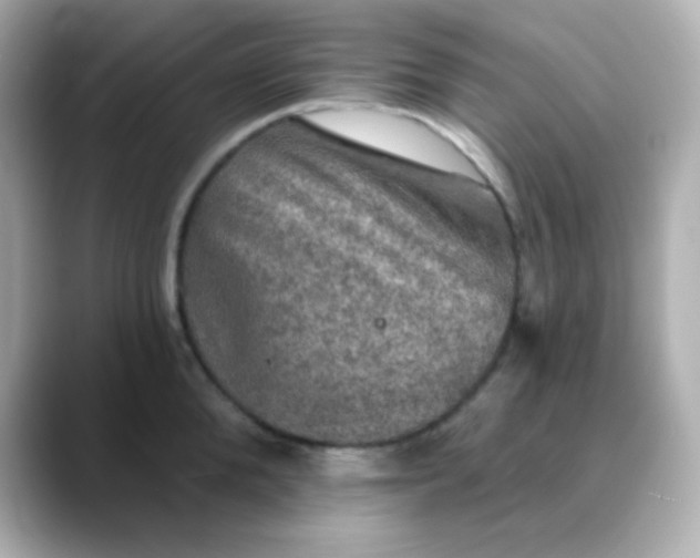 X0000088390904200706051115