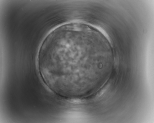 X0000088390911200706051115