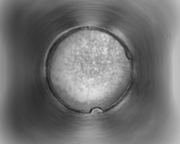 X0000088390924200706051115