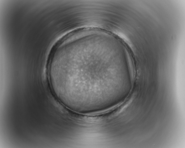 X0000088390928200706051115